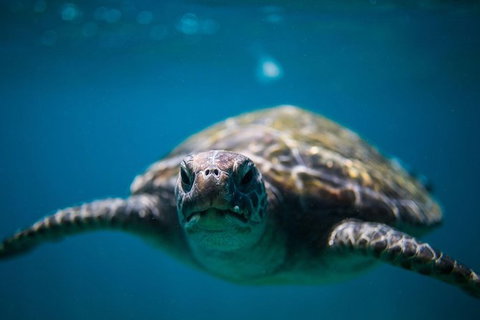 3-Hour Sea Turtle Snorkeling Experience In Byron Bay - Darwin Holiday 1