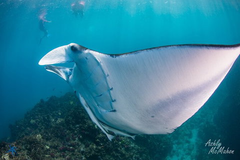 3-Hour Sea Turtle Snorkeling Experience In Byron Bay - Darwin Holiday 11