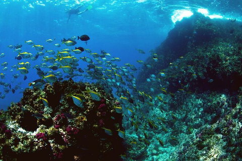 3-Hour Sea Turtle Snorkeling Experience In Byron Bay - Darwin Holiday 4