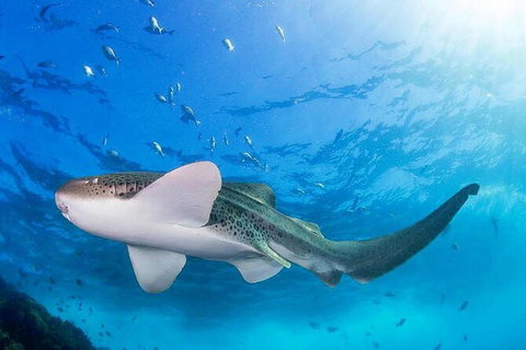 3-Hour Sea Turtle Snorkeling Experience In Byron Bay - Darwin Holiday 3