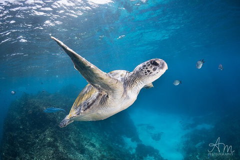 3-Hour Sea Turtle Snorkeling Experience In Byron Bay - Darwin Holiday 6