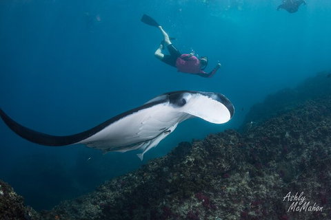 3-Hour Sea Turtle Snorkeling Experience In Byron Bay - Darwin Holiday 10