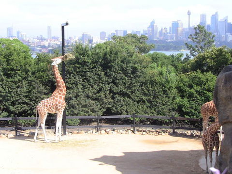 Sydney Harbour Ferry With Taronga Zoo Entry Ticket - Darwin Holiday 12