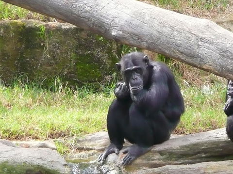 Sydney Harbour Ferry With Taronga Zoo Entry Ticket - Darwin Holiday 15