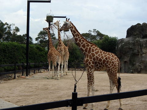 Sydney Harbour Ferry With Taronga Zoo Entry Ticket - Darwin Holiday 8