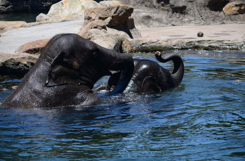 Sydney Harbour Ferry With Taronga Zoo Entry Ticket - Darwin Holiday 6