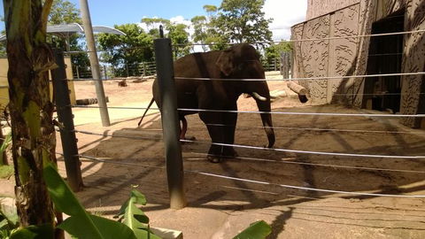 Sydney Harbour Ferry With Taronga Zoo Entry Ticket - Darwin Holiday 4