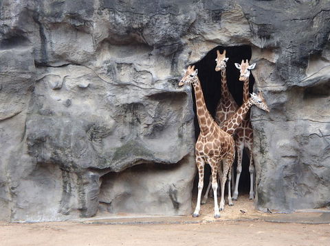 Sydney Harbour Ferry With Taronga Zoo Entry Ticket - Darwin Holiday 7
