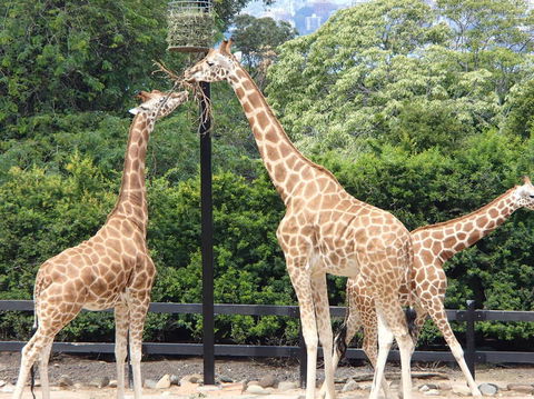 Sydney Harbour Ferry With Taronga Zoo Entry Ticket - Darwin Holiday 9