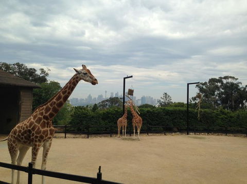 Sydney Harbour Ferry With Taronga Zoo Entry Ticket - Darwin Holiday 11