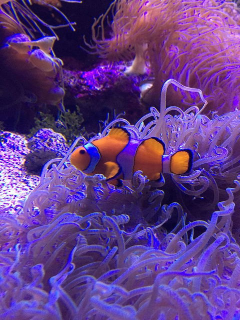 Sydney Attractions Pass: SEA LIFE Aquarium, Sydney Tower Eye, WILD LIFE Zoo And Madame Tussauds - Darwin Holiday 3