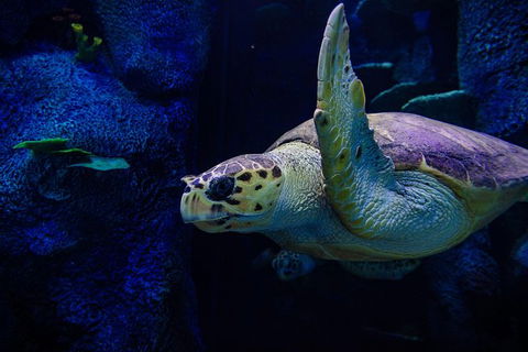 Sydney Attractions Pass: SEA LIFE Aquarium, Sydney Tower Eye, WILD LIFE Zoo And Madame Tussauds - Darwin Holiday 7