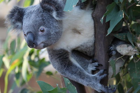 Sydney Attractions Pass: SEA LIFE Aquarium, Sydney Tower Eye, WILD LIFE Zoo And Madame Tussauds - Darwin Holiday 11