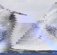 Whale Watching Sailing Experience in Sydney - Darwin Holiday