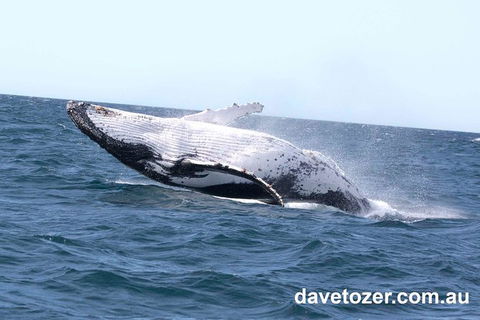 Whale Watching Sailing Experience In Sydney - Darwin Holiday 9