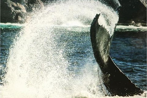 Whale Watching Sailing Experience In Sydney - Darwin Holiday 4