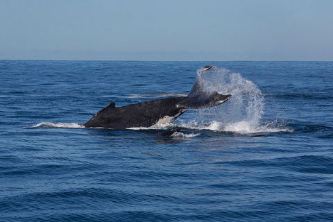 Whale Watching Sailing Experience In Sydney - Darwin Holiday 8
