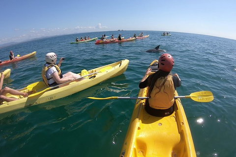 Kayaking With Dolphins In Byron Bay Guided Tour - Darwin Holiday 13
