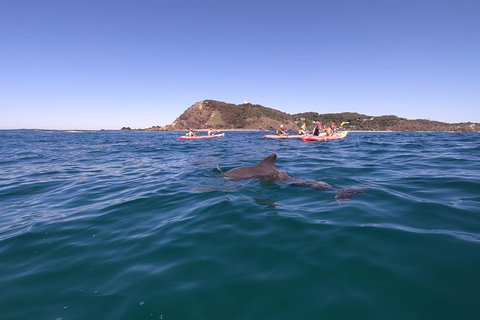 Kayaking With Dolphins In Byron Bay Guided Tour - Darwin Holiday 5
