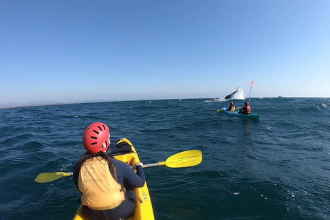 Kayaking With Dolphins In Byron Bay Guided Tour - Darwin Holiday 19
