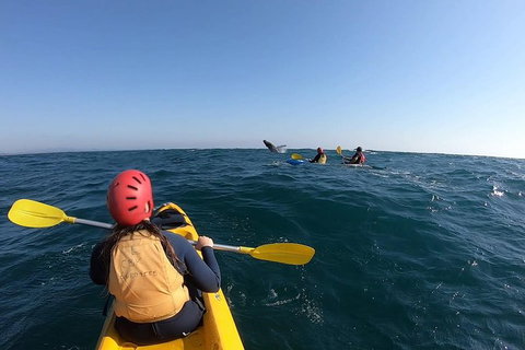 Kayaking With Dolphins In Byron Bay Guided Tour - Darwin Holiday 18