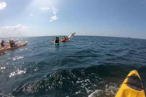 Kayaking With Dolphins In Byron Bay Guided Tour - Darwin Holiday 7