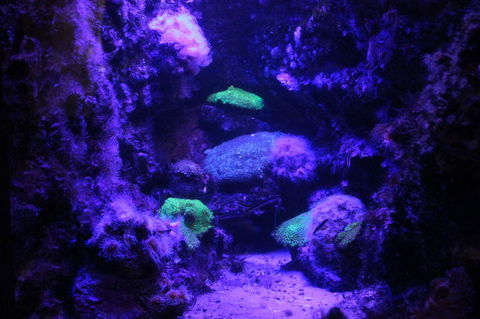 SEA LIFE Sydney Aquarium Entrance Ticket - Darwin Holiday 8