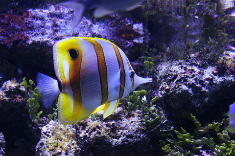 SEA LIFE Sydney Aquarium Entrance Ticket - Darwin Holiday 7