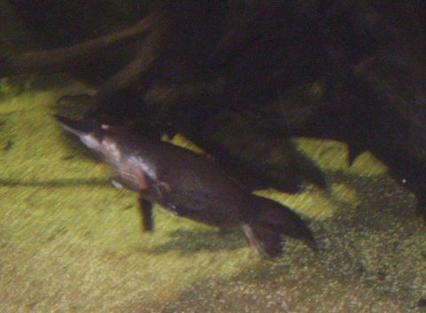 SEA LIFE Sydney Aquarium Entrance Ticket - Darwin Holiday 18