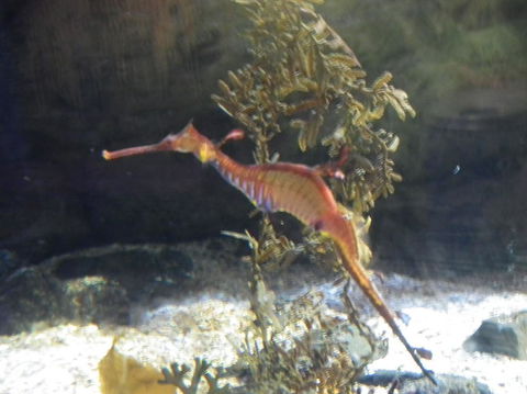 SEA LIFE Sydney Aquarium Entrance Ticket - Darwin Holiday 12