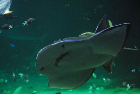 SEA LIFE Sydney Aquarium Entrance Ticket - Darwin Holiday 20