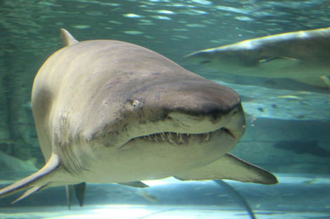 SEA LIFE Sydney Aquarium Entrance Ticket - Darwin Holiday 5