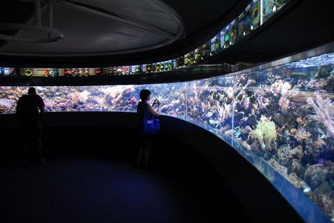 SEA LIFE Sydney Aquarium Entrance Ticket - Darwin Holiday 23