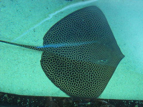 SEA LIFE Sydney Aquarium Entrance Ticket - Darwin Holiday 16