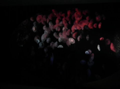 SEA LIFE Sydney Aquarium Entrance Ticket - Darwin Holiday 11