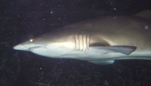 SEA LIFE Sydney Aquarium Entrance Ticket - Darwin Holiday 19