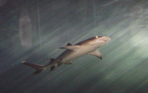 SEA LIFE Sydney Aquarium Entrance Ticket - Darwin Holiday 17