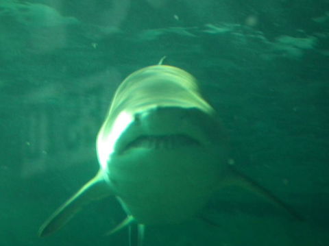 SEA LIFE Sydney Aquarium Entrance Ticket - Darwin Holiday 13