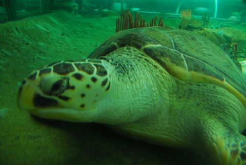 SEA LIFE Sydney Aquarium Entrance Ticket - Darwin Holiday 25