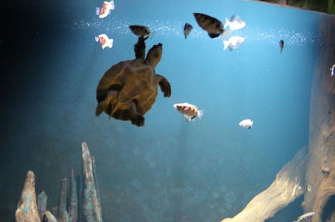 SEA LIFE Sydney Aquarium Entrance Ticket - Darwin Holiday 4