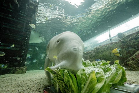 SEA LIFE Sydney Aquarium Entrance Ticket - Darwin Holiday 34