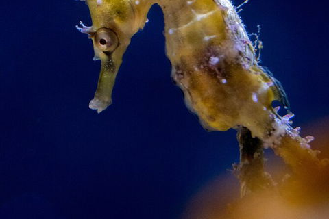 SEA LIFE Sydney Aquarium Entrance Ticket - Darwin Holiday 27