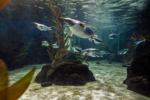 SEA LIFE Sydney Aquarium Entrance Ticket - Darwin Holiday 29