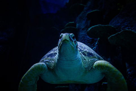 SEA LIFE Sydney Aquarium Entrance Ticket - Darwin Holiday 33