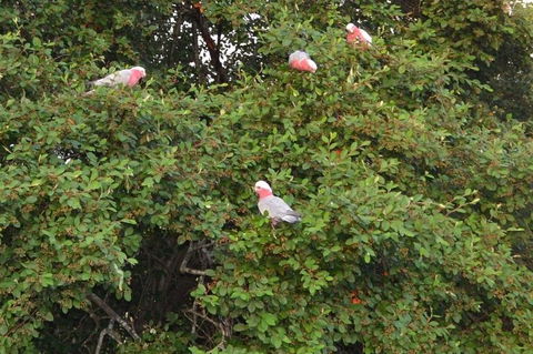 Wild Australian Wildlife 4WD Tour From Sydney - Darwin Holiday 13