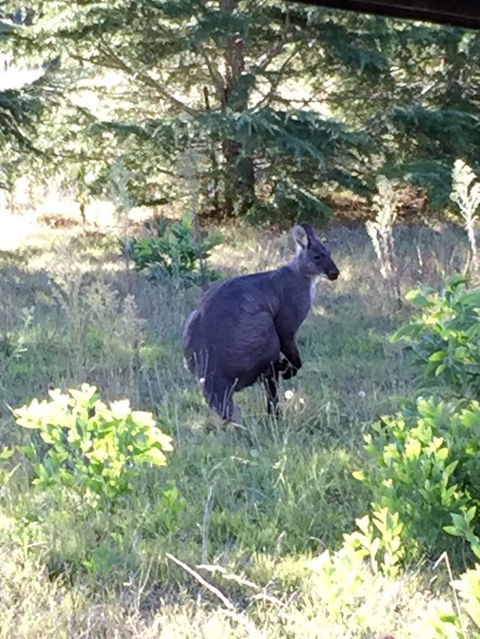 Wild Australian Wildlife 4WD Tour From Sydney - Darwin Holiday 9