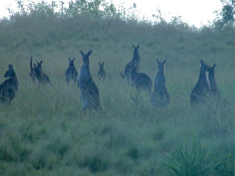 Wild Australian Wildlife 4WD Tour From Sydney - Darwin Holiday 12