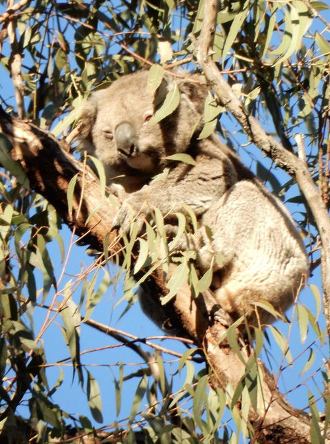 Wild Australian Wildlife 4WD Tour From Sydney - Darwin Holiday 4