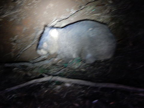 Wild Australian Wildlife 4WD Tour From Sydney - Darwin Holiday 5