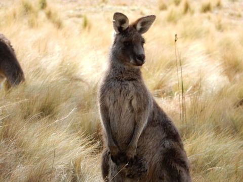 Wild Australian Wildlife 4WD Tour From Sydney - Darwin Holiday 7